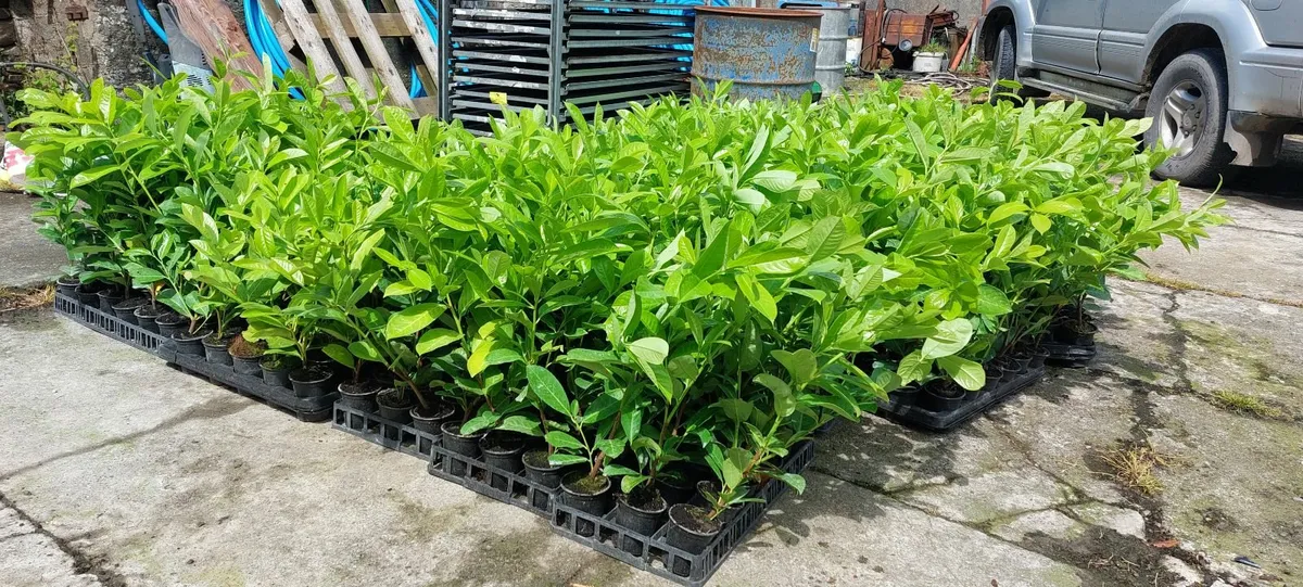Laurel Hedging - Image 3