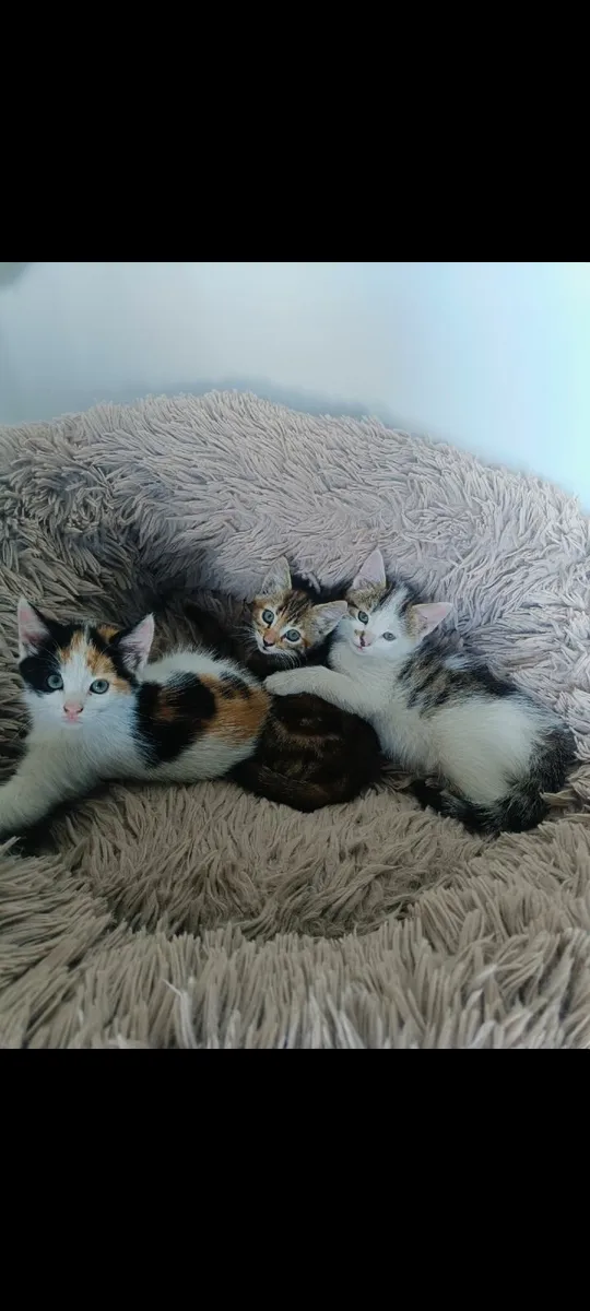 Kittens - Image 2
