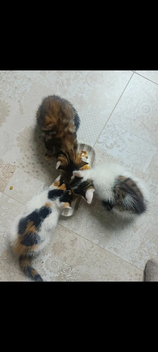 Kittens - Image 3