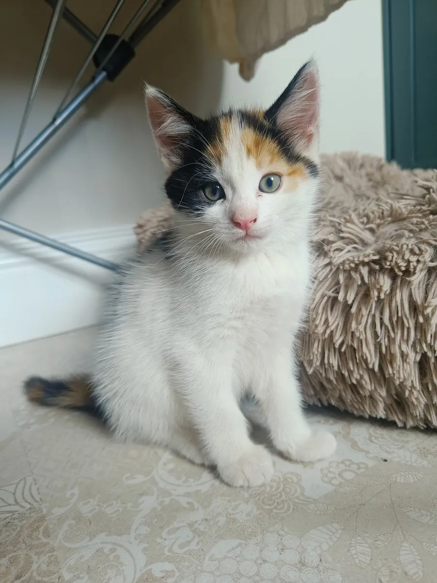 Kittens - Image 4