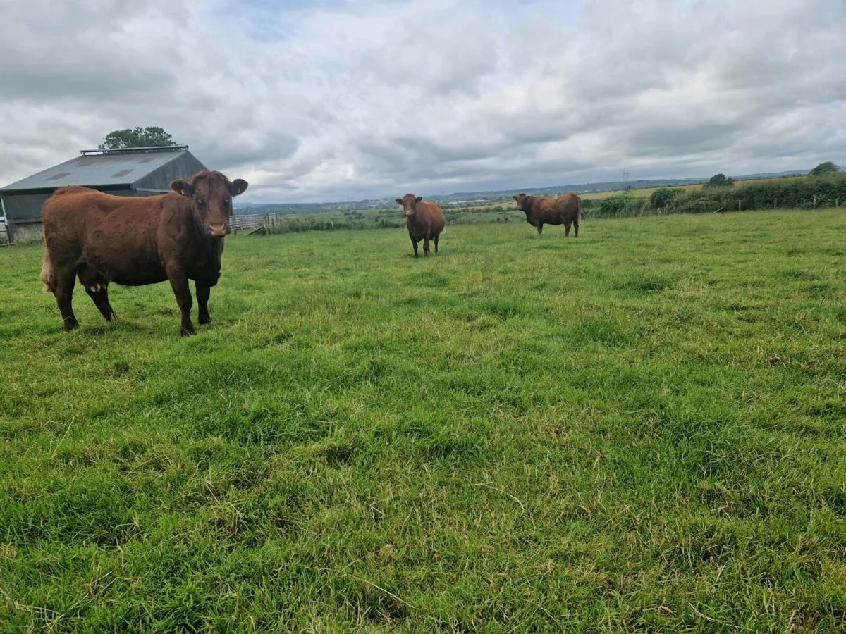 Beef cows - Image 1