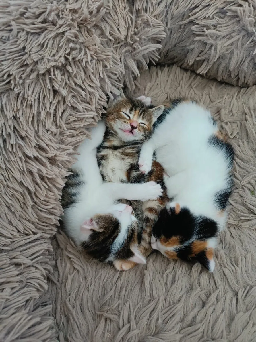 Kittens - Image 1