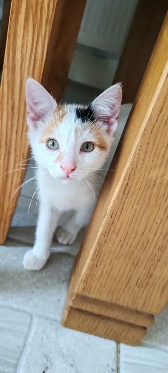 Two Calico Kittens for Sale - Image 2