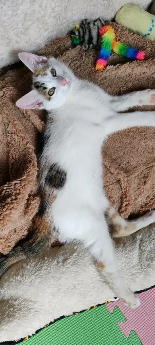 Two Calico Kittens for Sale - Image 3