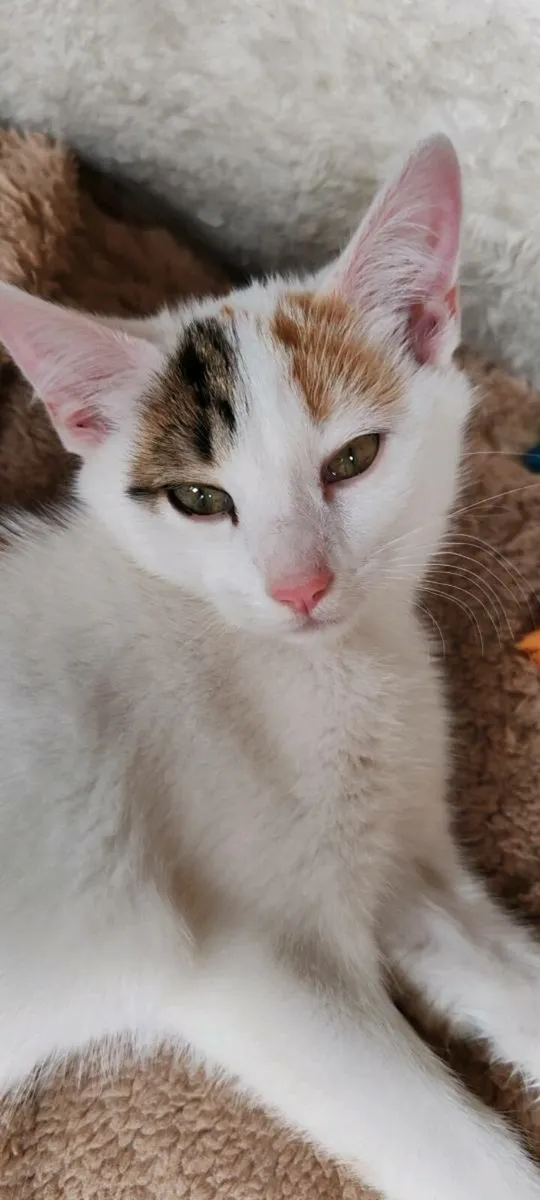 Two Calico Kittens for Sale - Image 4