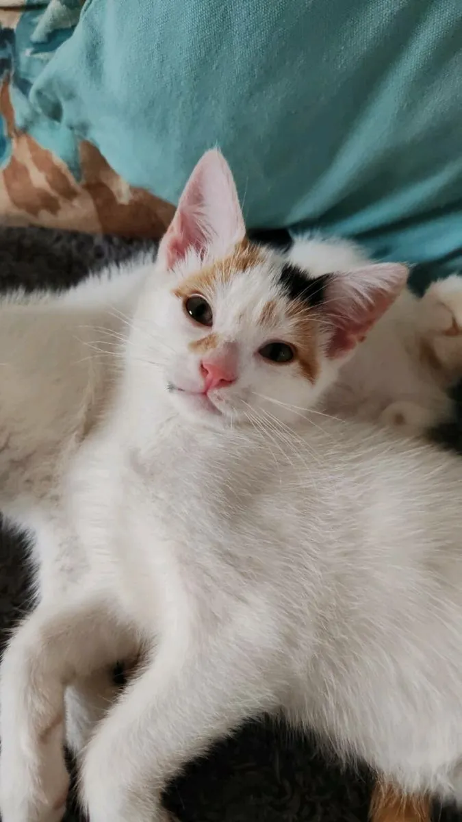 Two Calico Kittens for Sale - Image 1