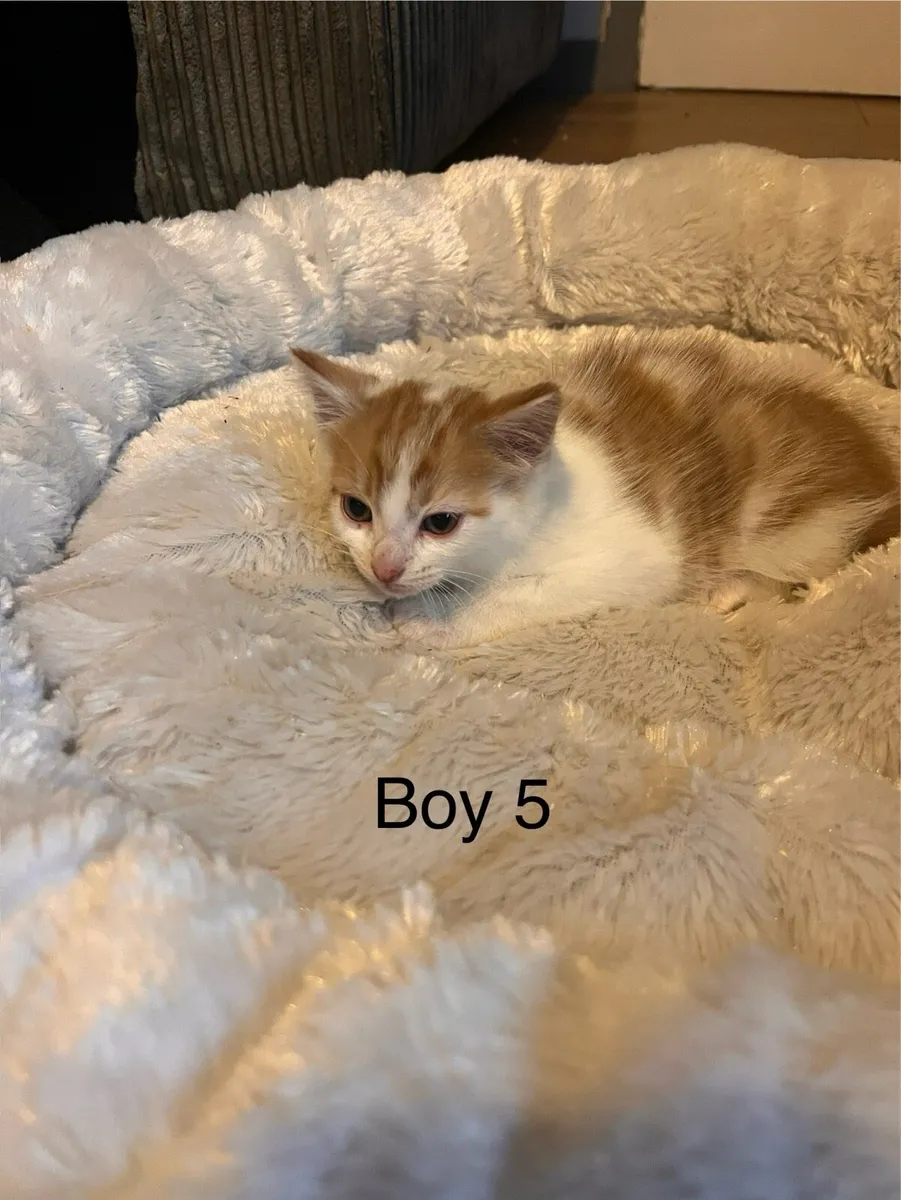 Kittens - Image 1