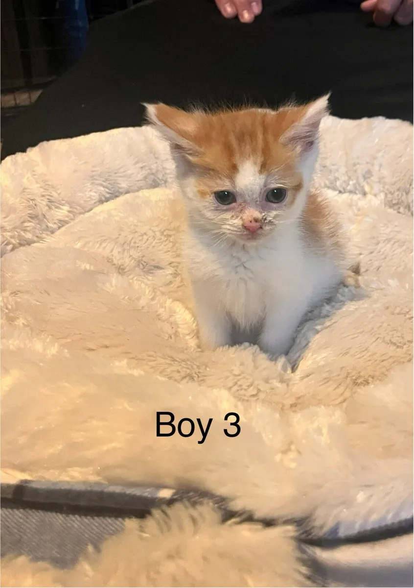 Kittens - Image 2