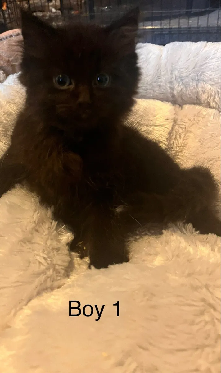 Kittens - Image 3