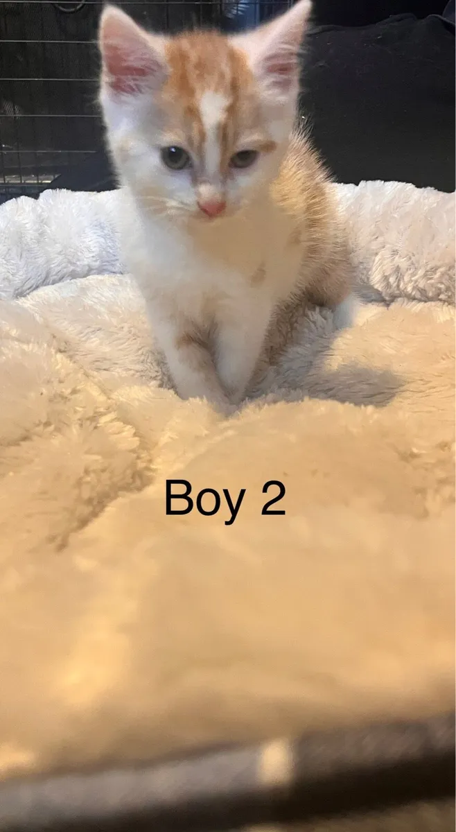 Kittens - Image 4