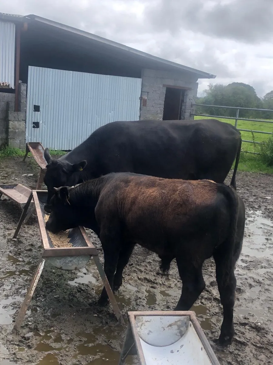 First Calf Cow with Super Bull Calf - Image 1