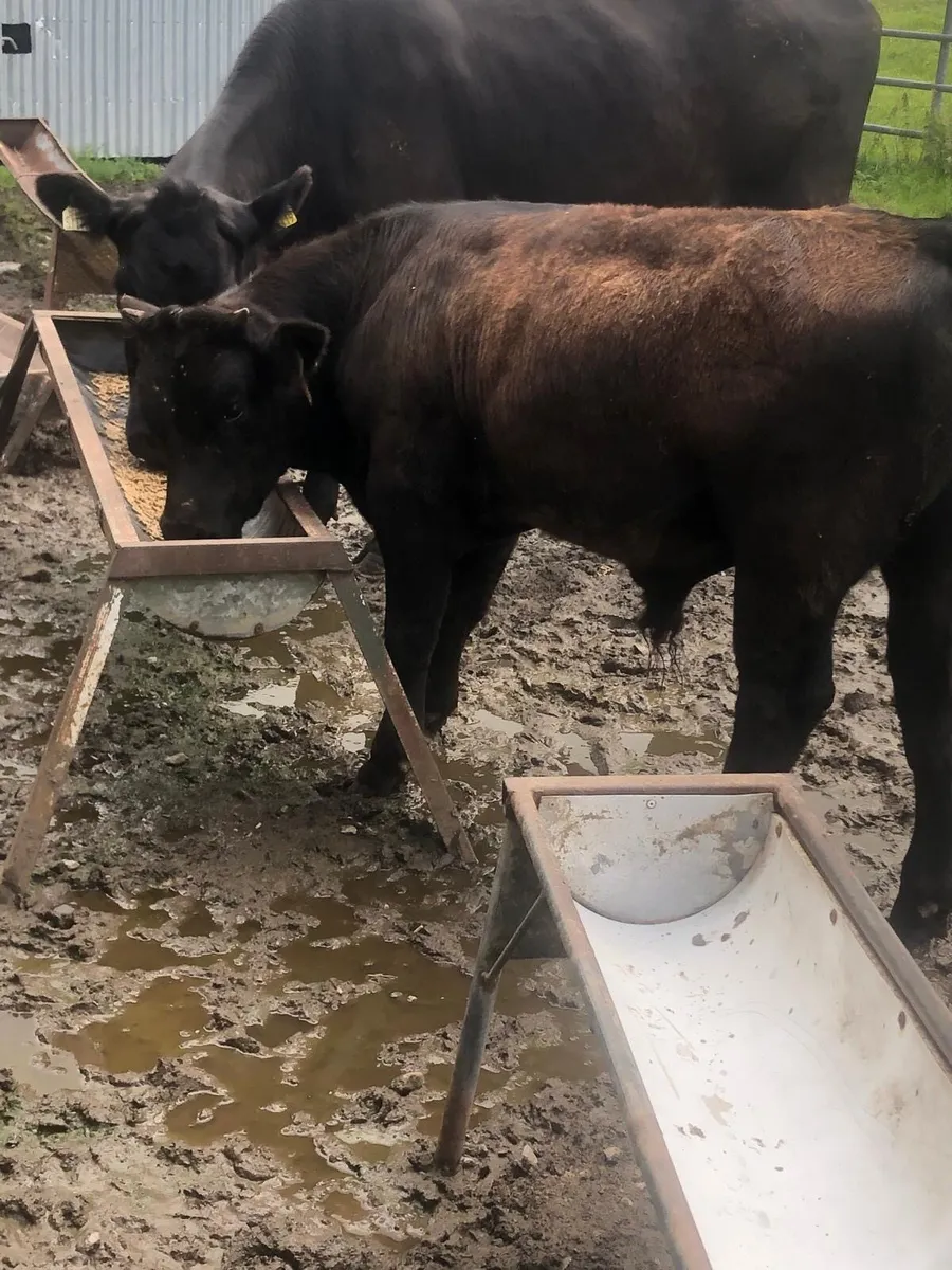 First Calf Cow with Super Bull Calf - Image 2