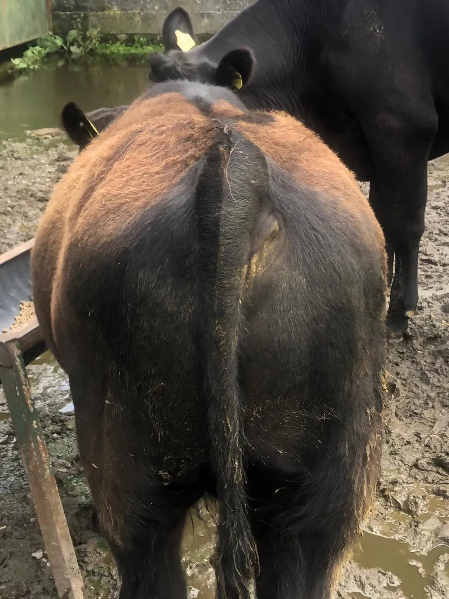 First Calf Cow with Super Bull Calf - Image 3