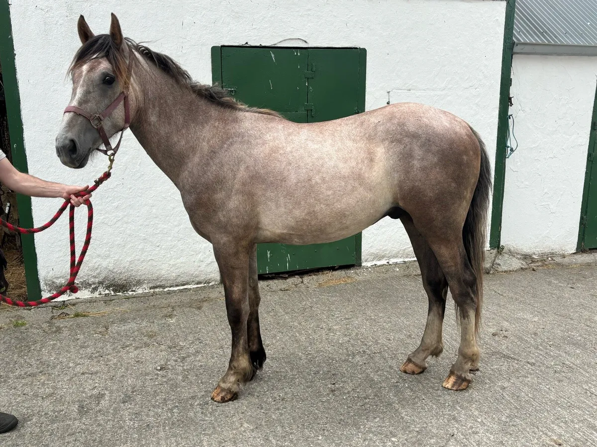 Irish draught colt - Image 1