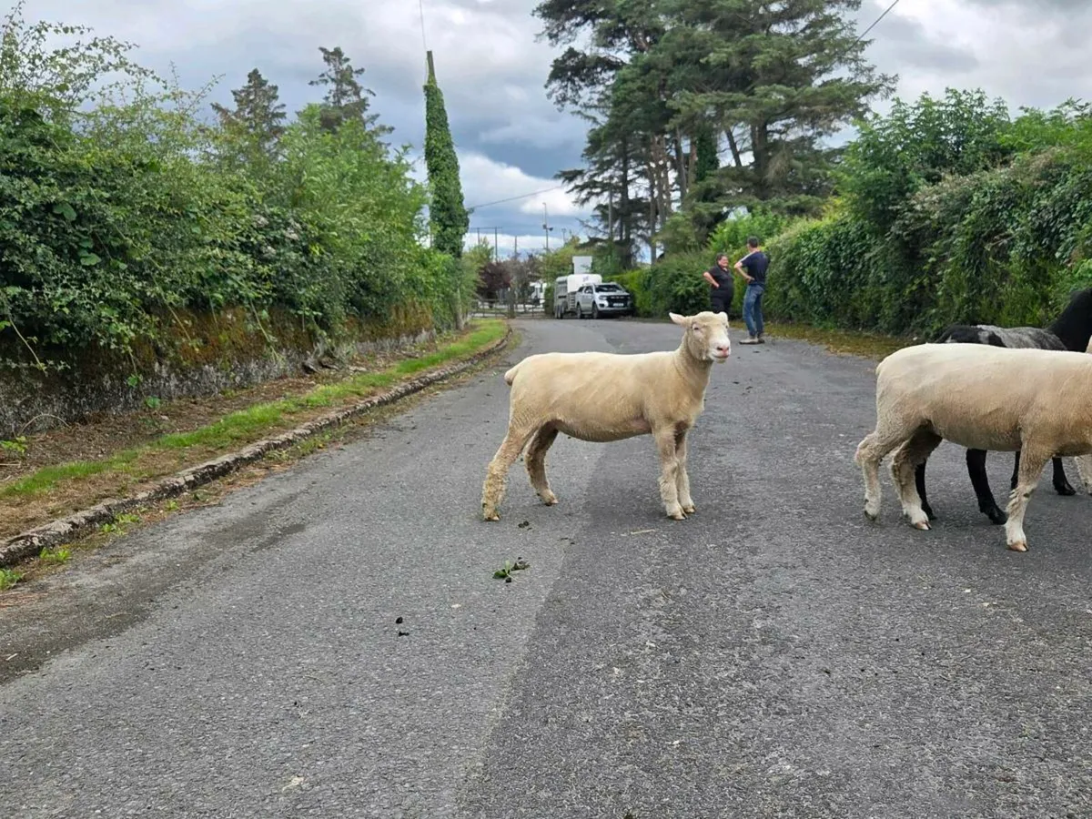 Pb registered dorset - Image 1