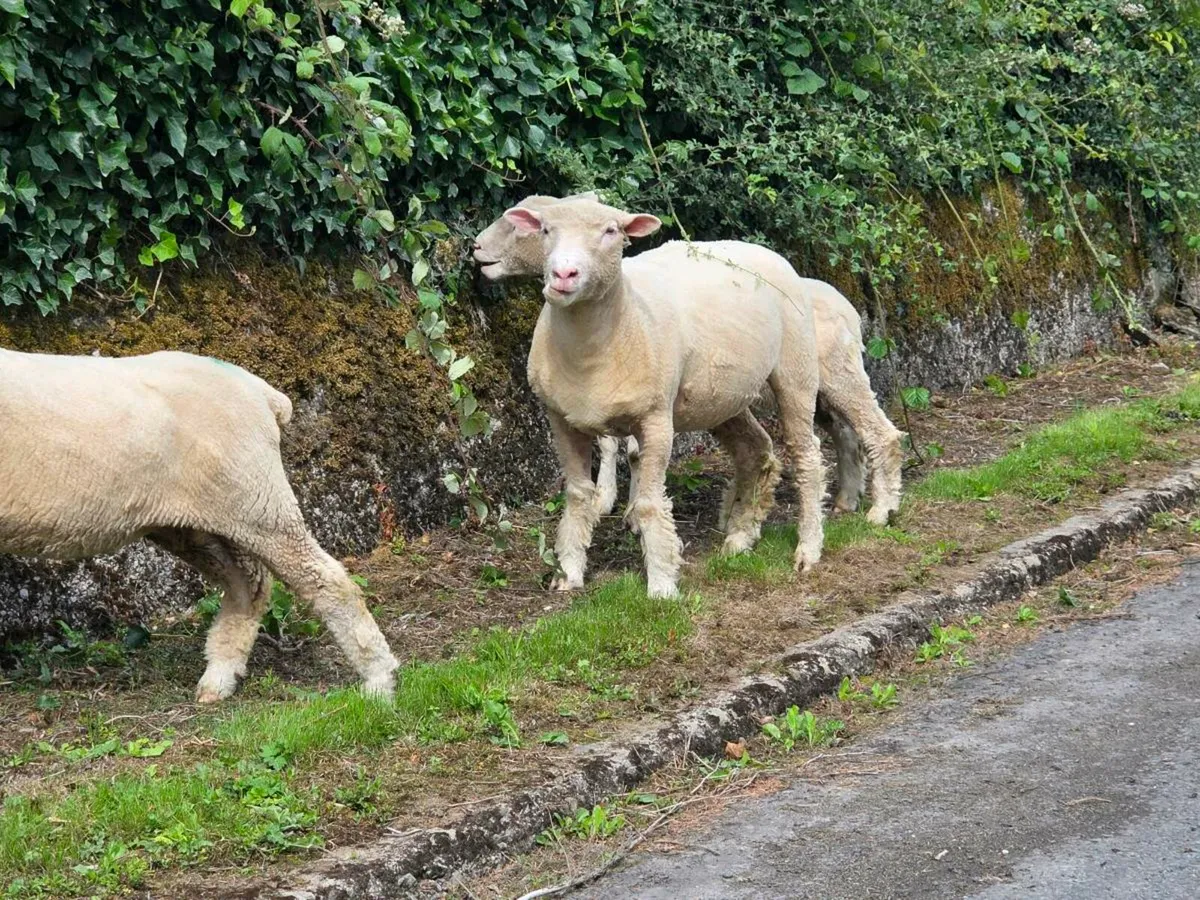 Pb registered dorset - Image 2