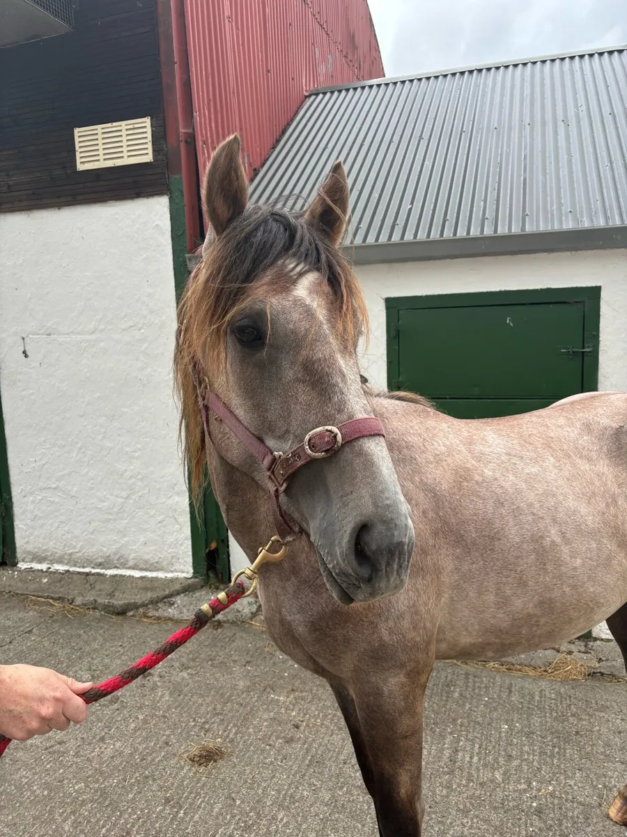 Irish draught colt - Image 2