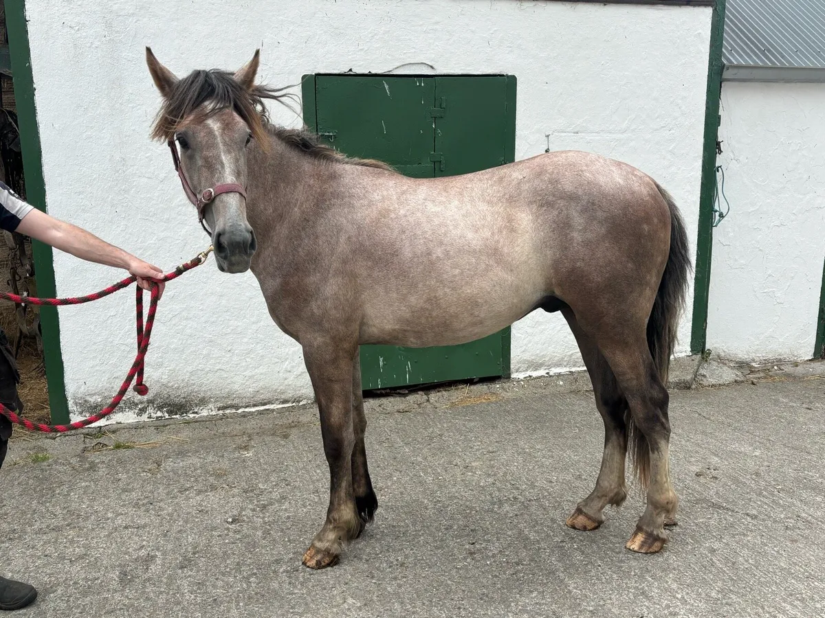 Irish draught colt - Image 3