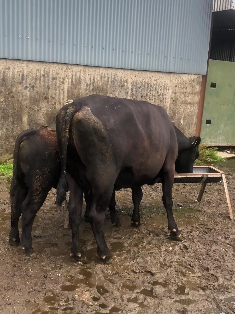 First Calf Cow with Super Bull Calf - Image 4