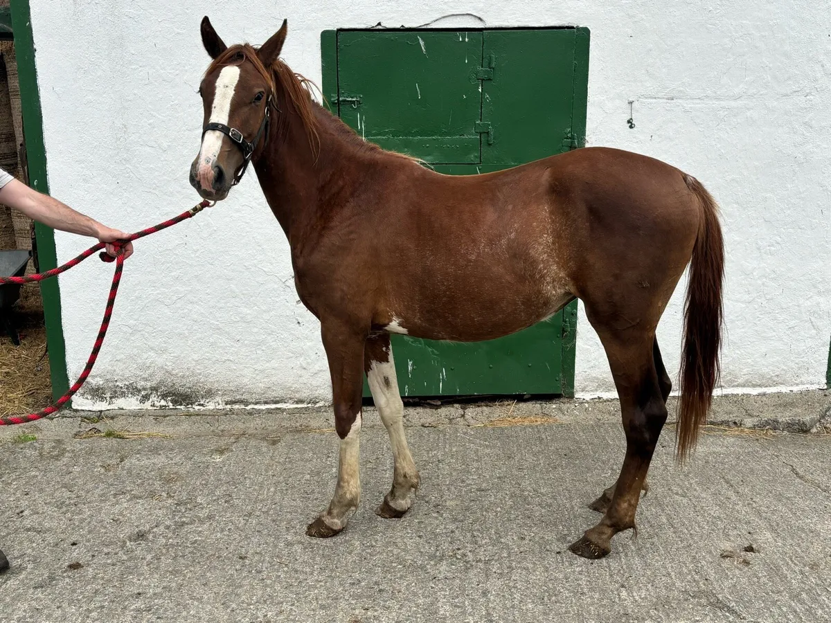 Irish draught filly - Image 1