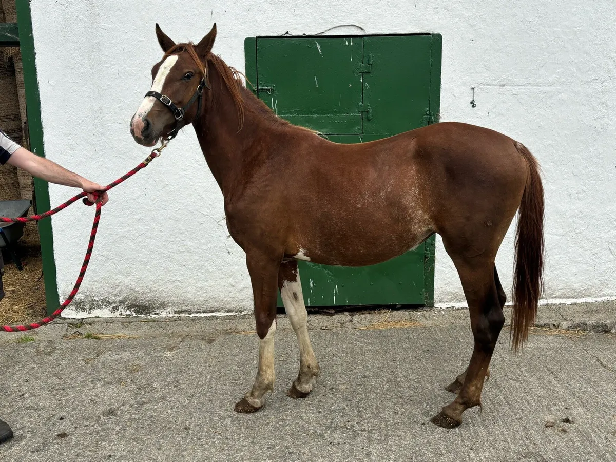 Irish draught filly - Image 2