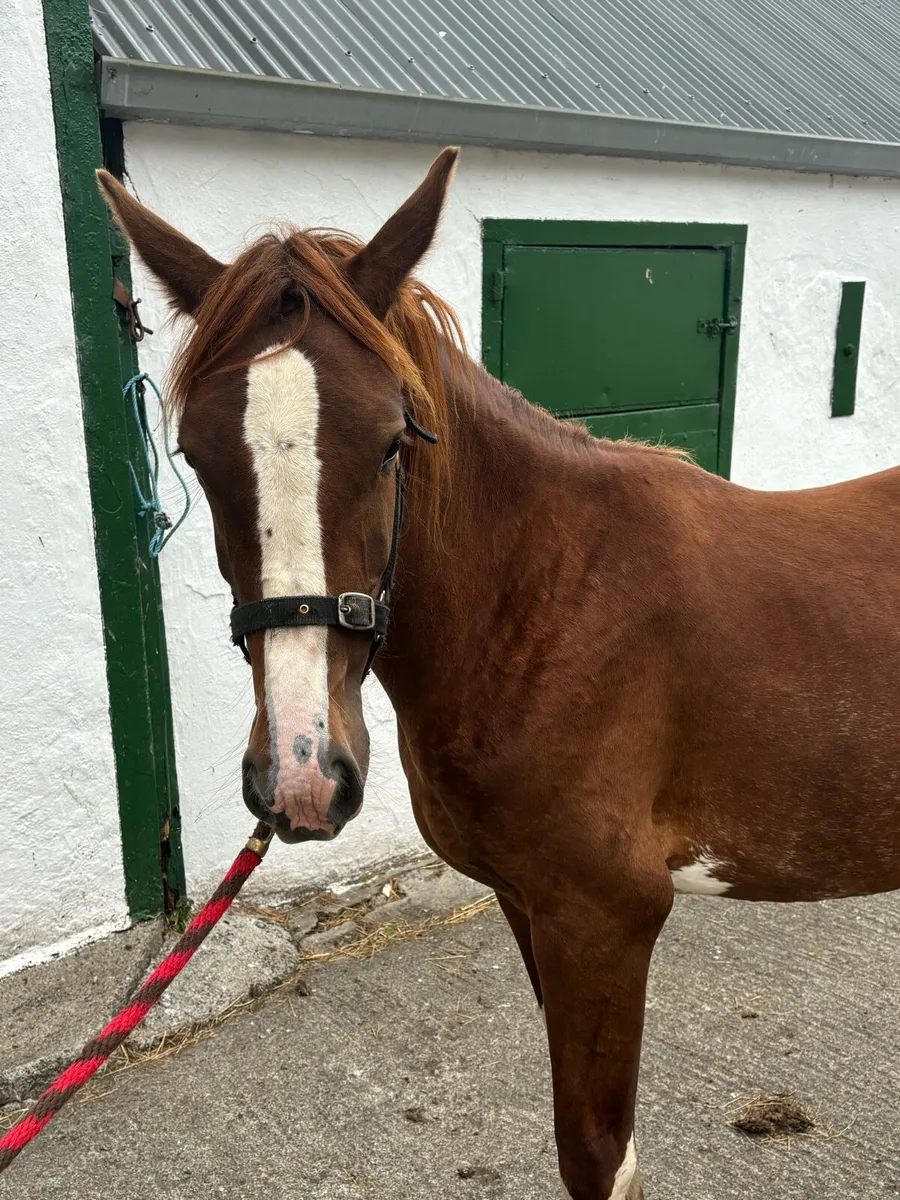 Irish draught filly - Image 3