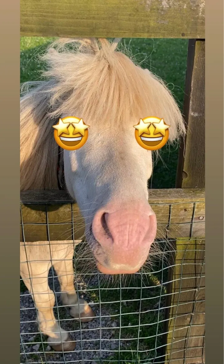 VERY SPECIAL MINIATURE HORSE ( TINY)! - Image 1