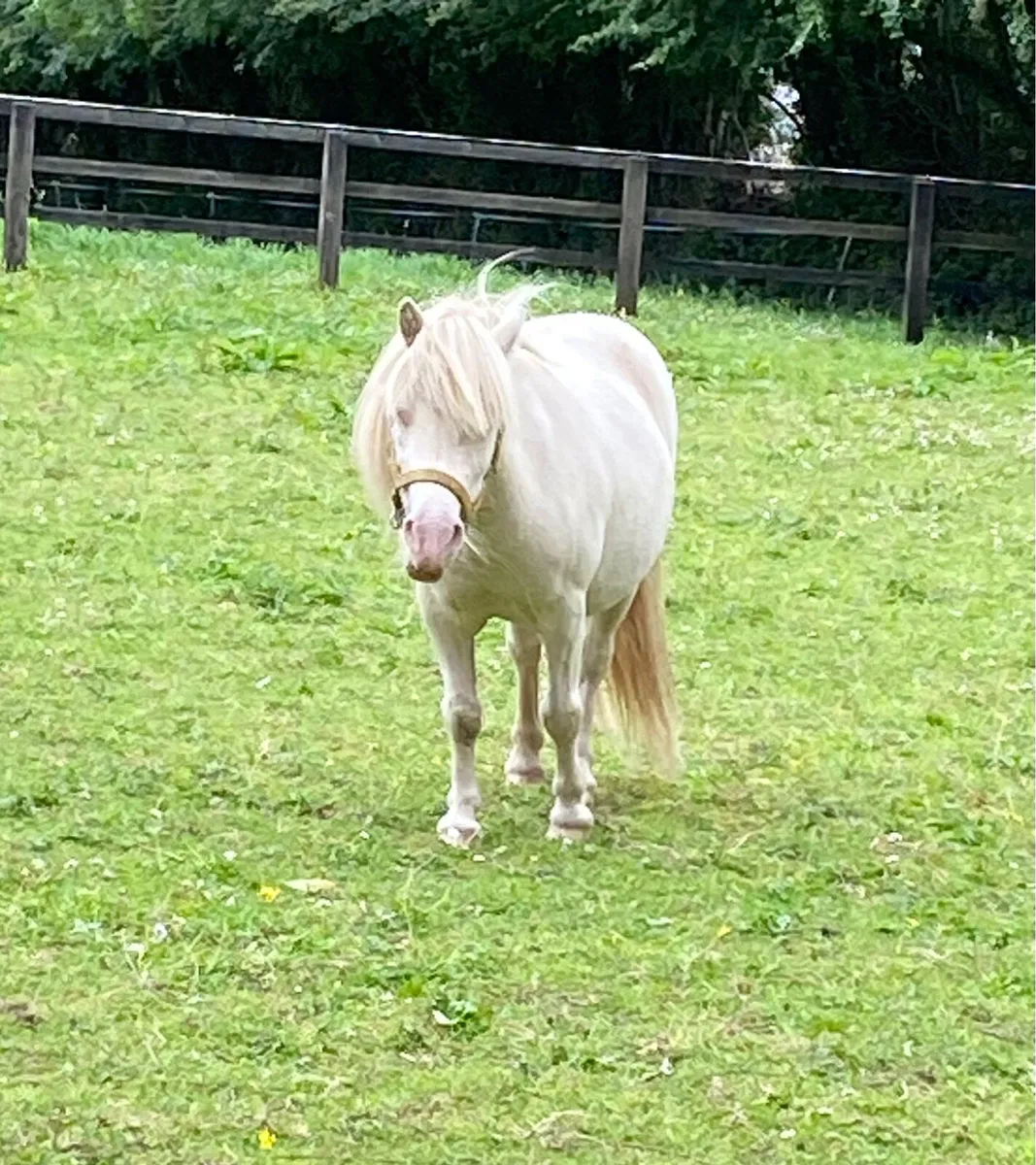 VERY SPECIAL MINIATURE HORSE ( TINY)! - Image 4