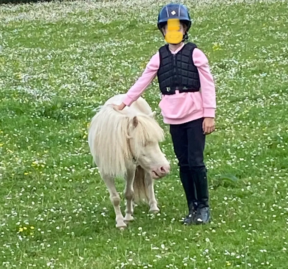 VERY SPECIAL MINIATURE HORSE ( TINY)! - Image 2