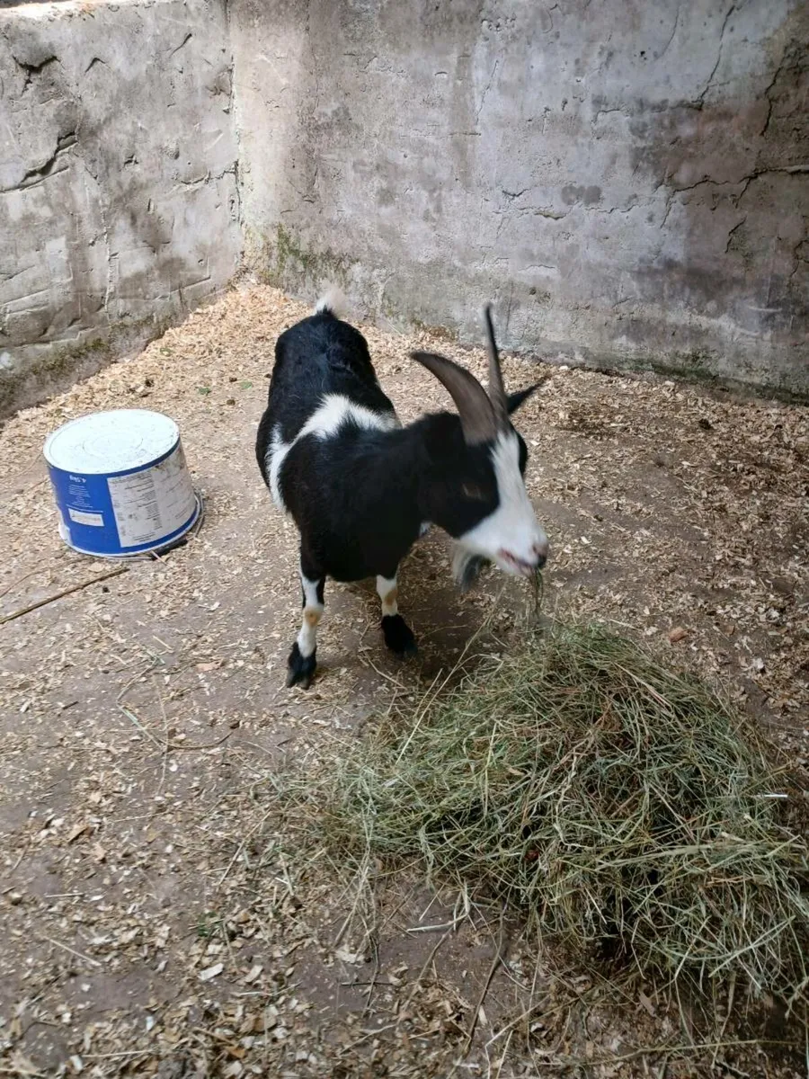 Purebred pygmy nanny's x2 - Image 3