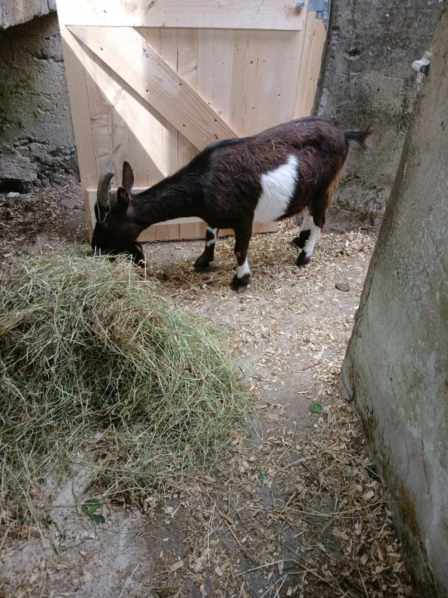 Purebred pygmy nanny's x2 - Image 4