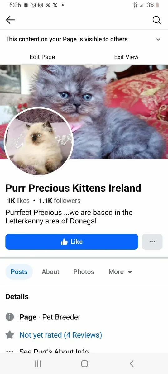 Superb Persian X kitten - Image 2