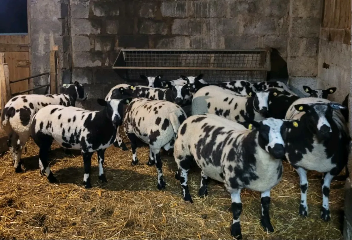 Pedigree Registered Dutch Spotted Ewe & Ram Lambs - Image 2