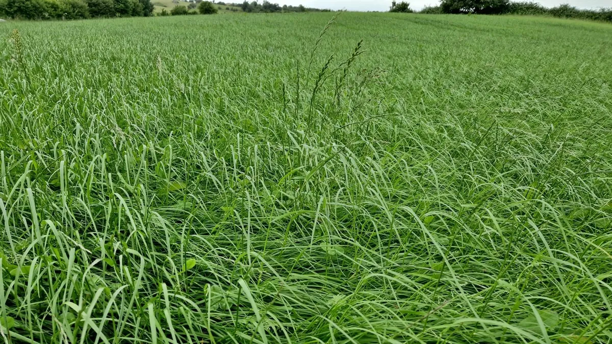 Grass