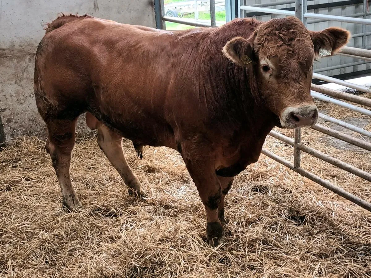 PEDIGREE LIMOUSINE BULL - Image 1