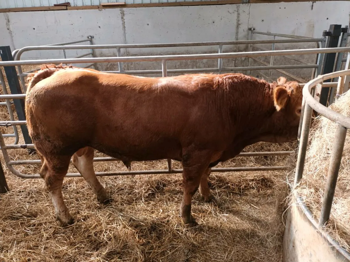 PEDIGREE LIMOUSINE BULL - Image 2