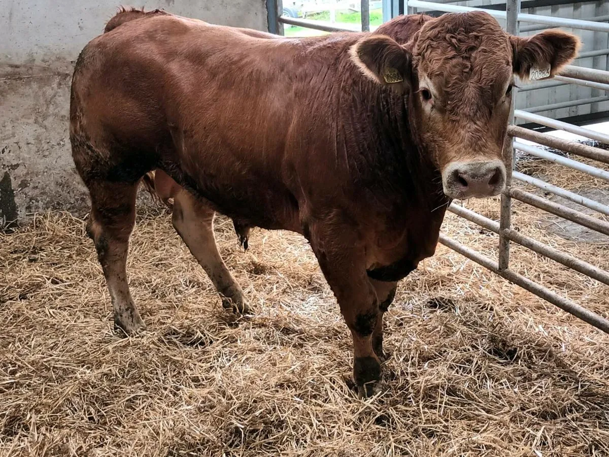 PEDIGREE LIMOUSINE BULL - Image 3