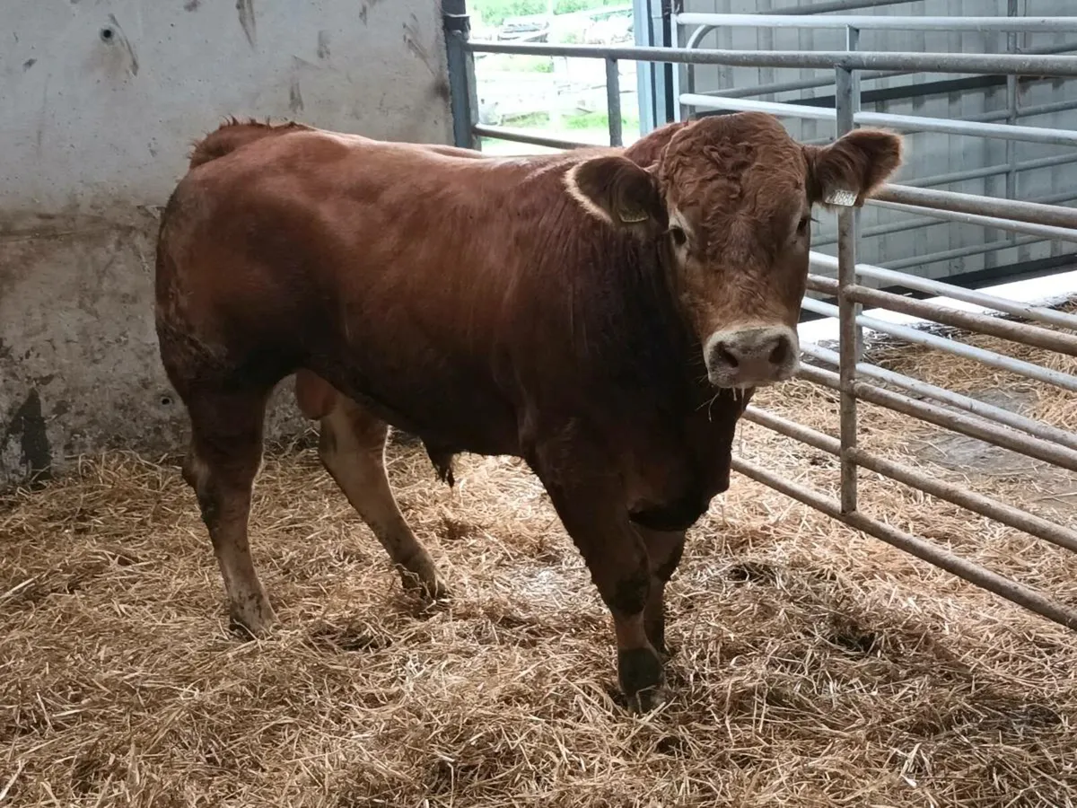 PEDIGREE LIMOUSINE BULL - Image 4