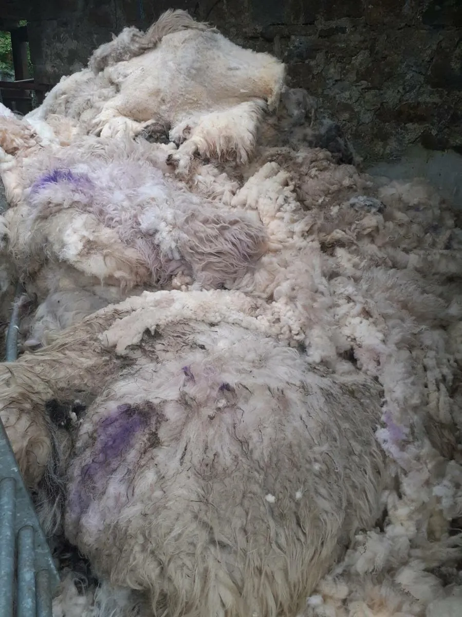 Sheep wool wanted