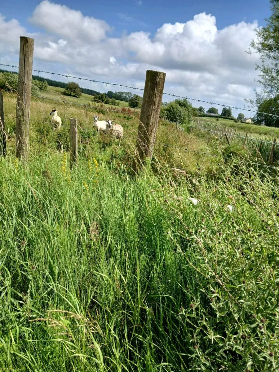 52 sheep mixture of store lambs and ewes with lamb - Image 3