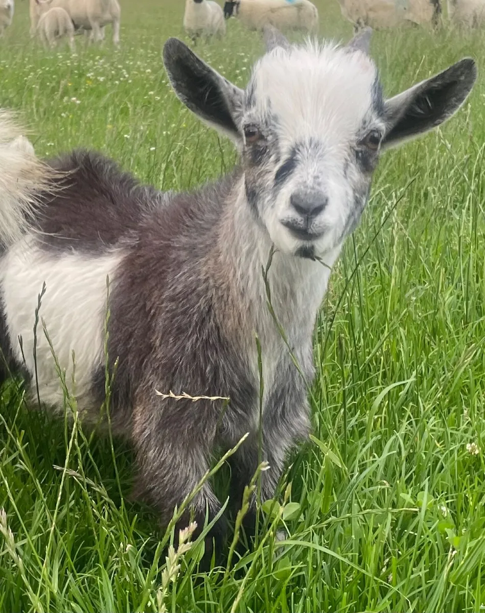 Pygmy goats - Image 2