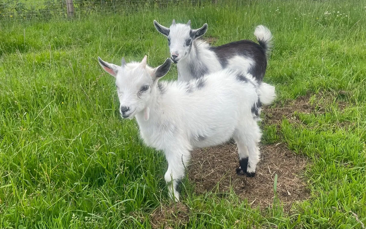 Pygmy goats - Image 3