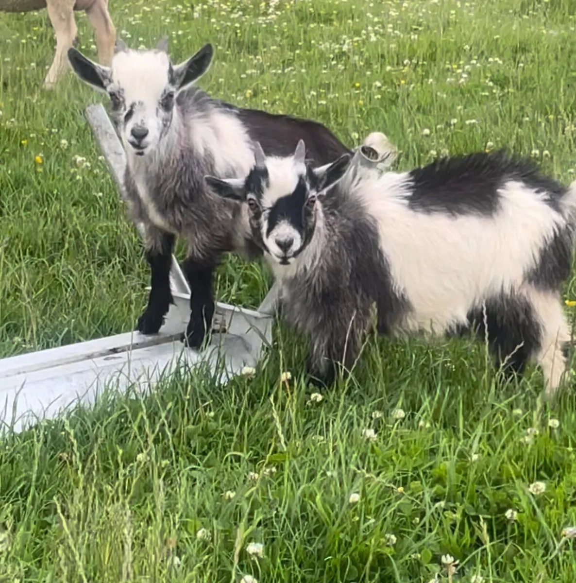 Pygmy goats - Image 1