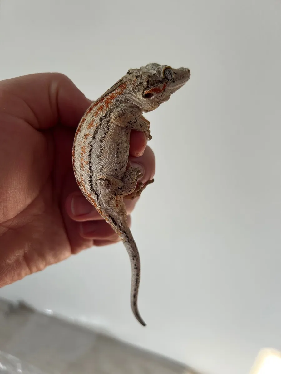 Gargoyle and crested geckos - Image 2