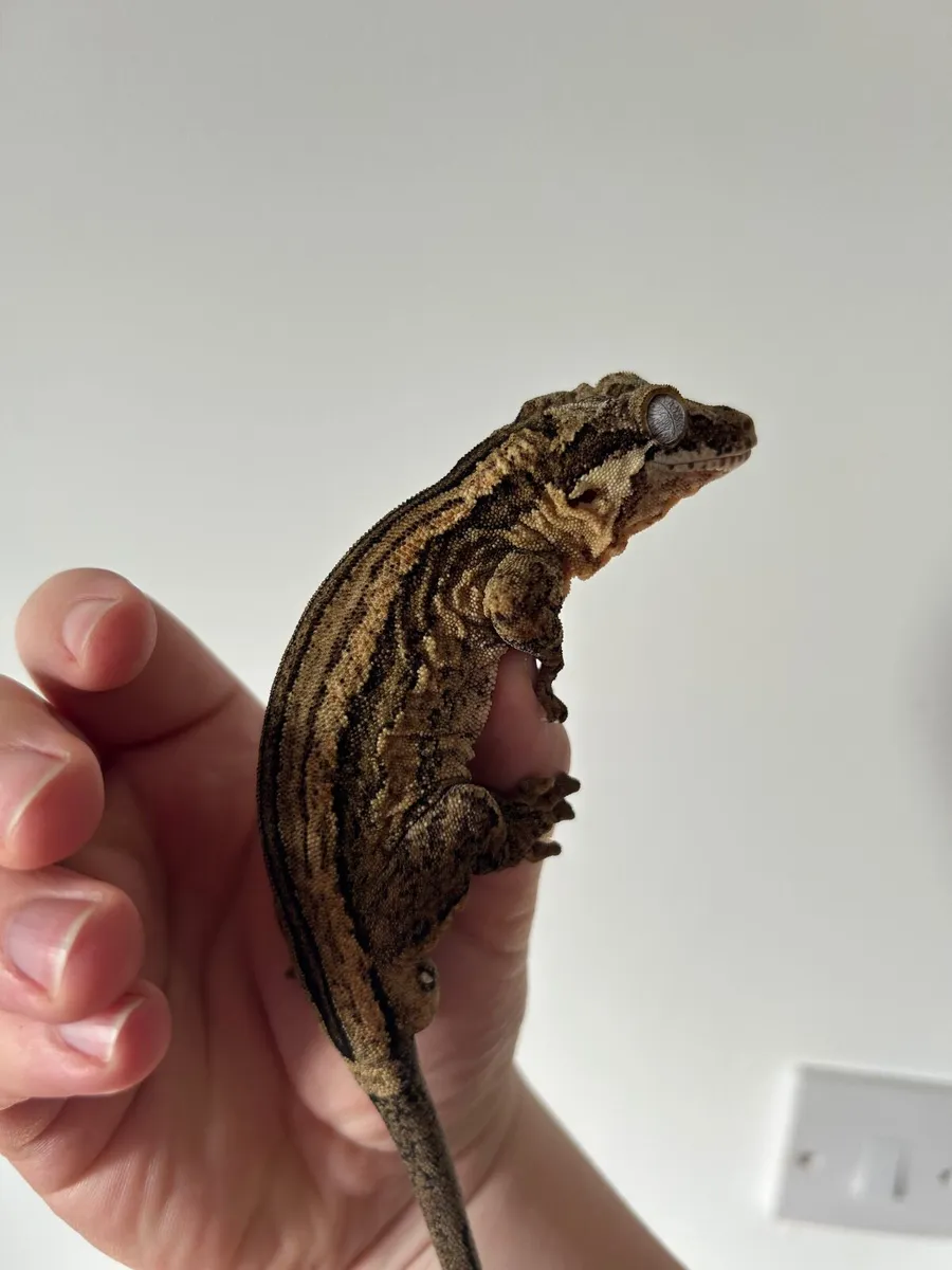Gargoyle and crested geckos - Image 1