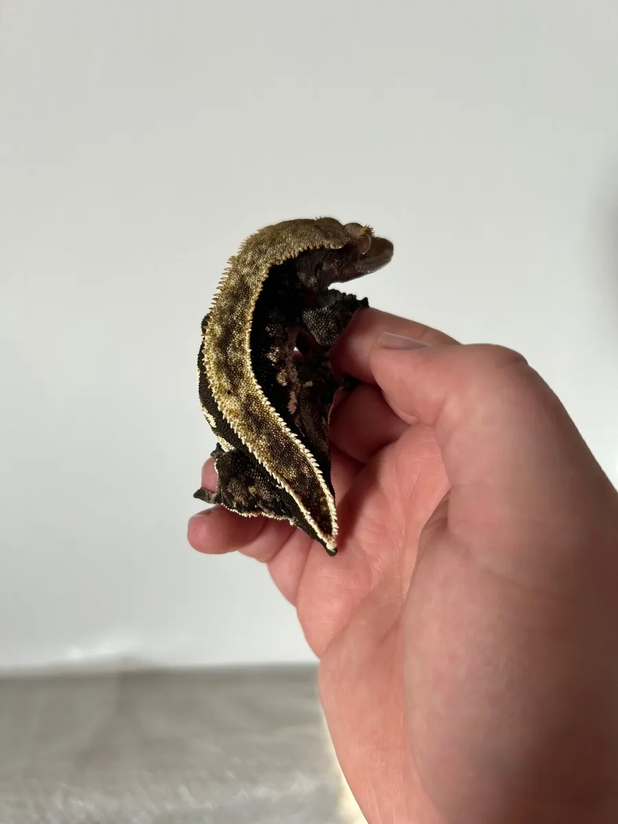 Gargoyle and crested geckos - Image 3