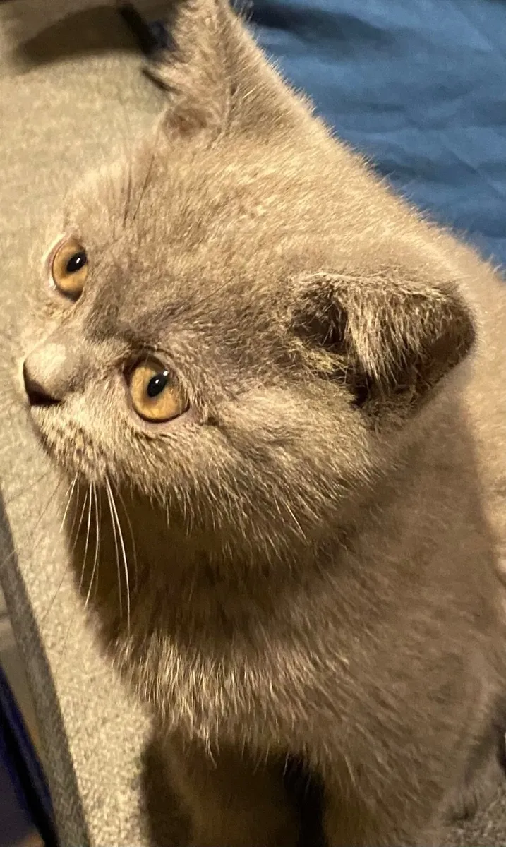 Two British Shorthair Kittens - Image 2