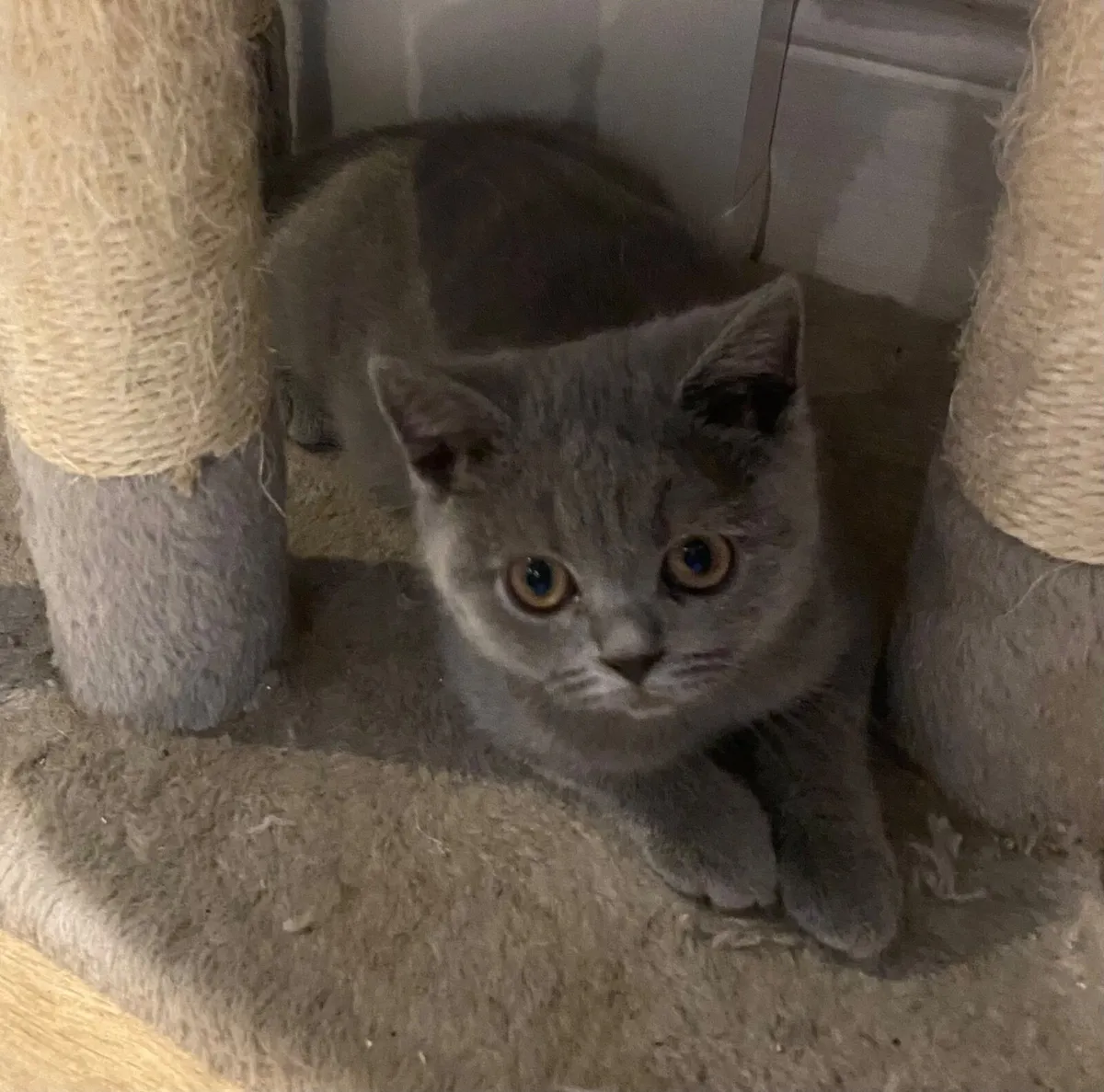 Two British Shorthair Kittens - Image 3