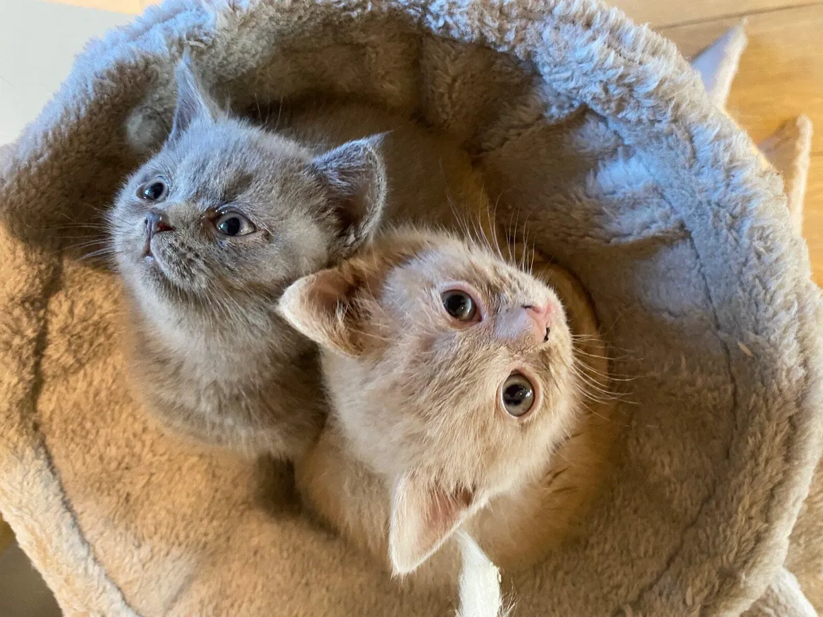 Two British Shorthair Kittens - Image 1