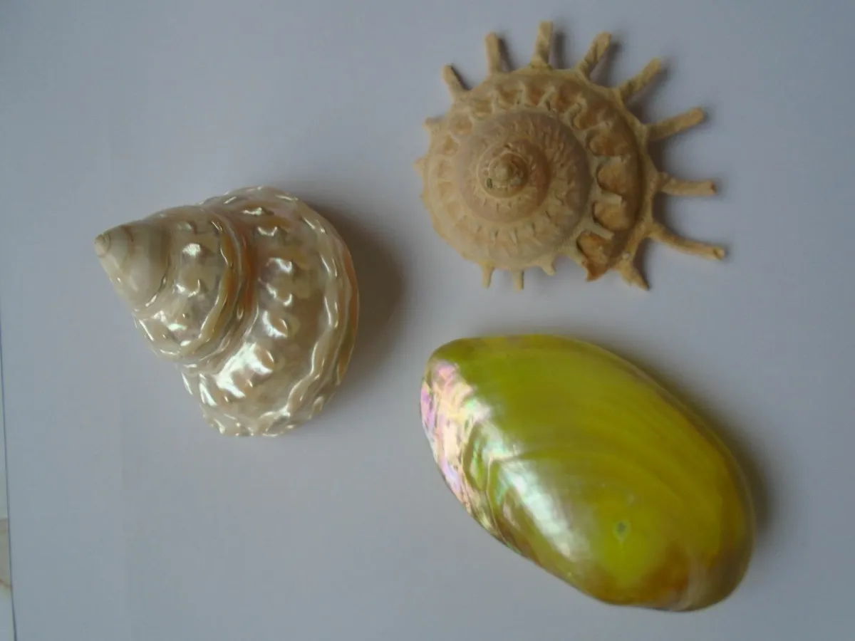 Shells. Bundle shells, Home decor, - Image 1